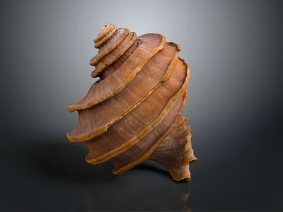Brown Spiral Seashell With Layered Texture And Shiny Surface On Dark Background 3d model