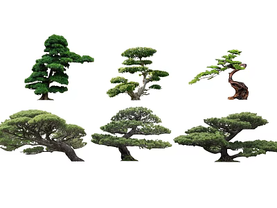 Artistic Shaped Bonsai Trees With Unique Forms And Lush Green Foliage 3d model