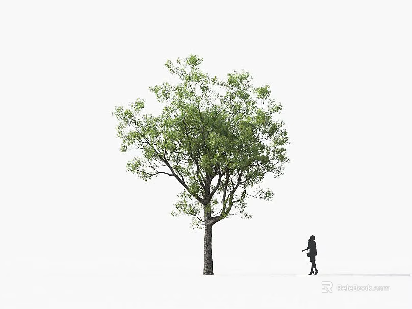 Tall Arbor With Green Leaves And Trunk Near Person Walking 3d model 