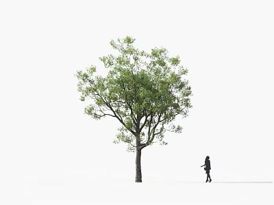 Tall Arbor With Green Leaves And Trunk Near Person Walking 3d model