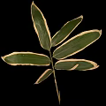 Bamboo Leaves Featuring Vibrant Green Color With Distinct Creamy White Edges