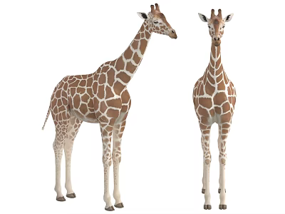 Two Giraffes Standing with Brown White Spots Long Necks Isolated on White Background 3d model