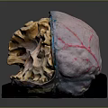Color Coded 3D Anatomical Organ Model with Detailed Internal Structure for Medical Training