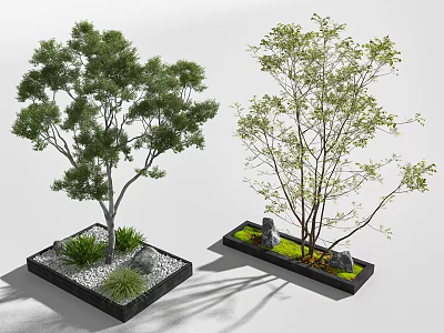 Two Arbor Trees in Square Planter Boxes with Pebbles Small Plants and Stones 3d model