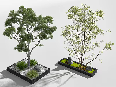 Two Arbor Trees in Square Planter Boxes with Pebbles Small Plants and Stones 3d model