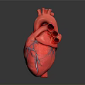 Detailed Human Heart Anatomical Model With Visible Red Veins And 3D Rendered Structure