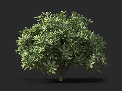 Lush Green Shrub With Dense Foliage And Rounded Form For Garden Landscaping 3d model