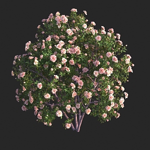 Modern camellia mandala tree late camellia winter-resistant hawthorn tea serval spring mountain toon flower tree shrub 3d model