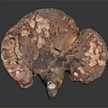 Fresh Organic Wild Vegetable Mushroom With Brown Cap And White Gills