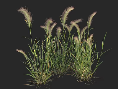 Lush Purple Grass With Green Leaves Growing On Black Background 3d model