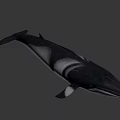 3D Rendered Whale With Dark And White Color On Gray Background