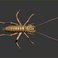 Golden Cricket Sculpture With Long Antennae On Black Background And Reflection