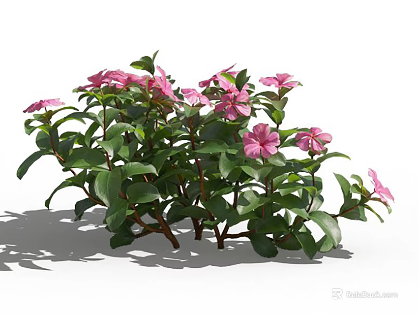 Lush Flowering Plants With Vibrant Pink Flowers And Green Leaves 3d model 