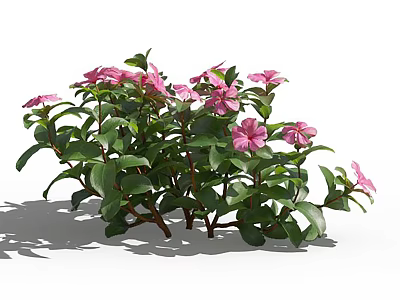 Lush Flowering Plants With Vibrant Pink Flowers And Green Leaves 3d model
