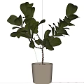 Beautiful Bonsai Plant With Lush Green Leaves And Thin Branches In White Ceramic Pot