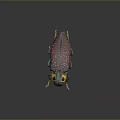 Colorful Beetle With Spotted Body And Vibrant Red Green Yellow Details