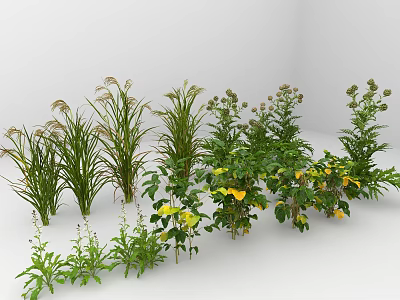 Various Types of Fresh Vegetables with Green Leaves and Yellow Flowers 3d model