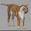 Tiger Patterned Reptile Standing On Light Background With Striped Skin 3d model