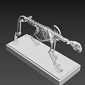 Detailed Feline Skeleton With Complete Bone Structure On Black Display Base