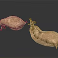 Two Brown Fabric Sacks As Practical Household Supplies With Rope Ties