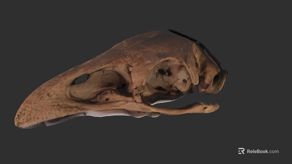Detailed Animal Skull Structure With Natural Brown Texture Exposed Internal Cavities And Fossilized Features 3d model 