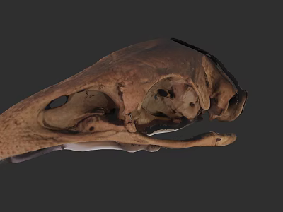 Detailed Animal Skull Structure With Natural Brown Texture Exposed Internal Cavities And Fossilized Features 3d model