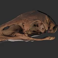 Detailed Animal Skull Structure With Natural Brown Texture Exposed Internal Cavities And Fossilized Features
