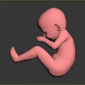 Detailed Pink Human Fetus Model in Crouched Position 3D Medical Rendering