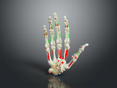 Human Hand Bone Anatomical Model With Red And Green Anatomical Markers 3d model