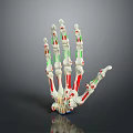 Human Hand Bone Anatomical Model With Red And Green Anatomical Markers