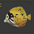 Vibrant Yellow Aquatic Fish With Black Spots White Body And Blue Eyes