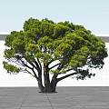 Arbor With Lush Green Canopy And Thick Trunk Against White Wall And Gray Ground