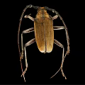 Longhorn Beetle With Long Antennae Brown Body And Detailed Legs On Black Background