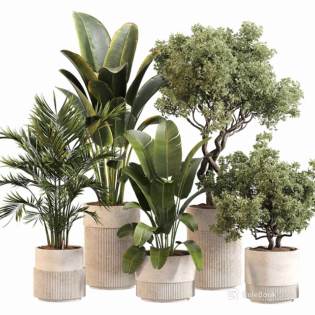 Bonsai and Potted Green Plants with Palm Banana Leaves and Small Trees in White Pots 3d model 