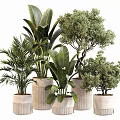 Bonsai and Potted Green Plants with Palm Banana Leaves and Small Trees in White Pots