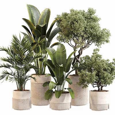Bonsai and Potted Green Plants with Palm Banana Leaves and Small Trees in White Pots 3d model