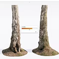 Stone Wood Tree Trunks Displaying Natural Roots And Earthy Base Structure 3d model