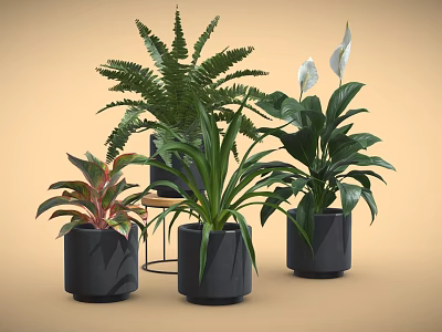 Modern Indoor Potted Plants With Green Ferns White Lilies In Black Cylindrical Pots 3d model