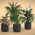 Modern Indoor Potted Plants With Green Ferns White Lilies In Black Cylindrical Pots