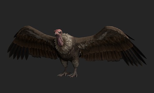 Modern bird vulture 3d model