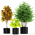 Assorted Bonsai Potted Plants With Green Yellow Leaves In Black Containers