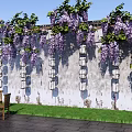 Blooming Wisteria Vines Over Ancient Wall With Hanging Lanterns And Wooden Chairs On Stone Pavement