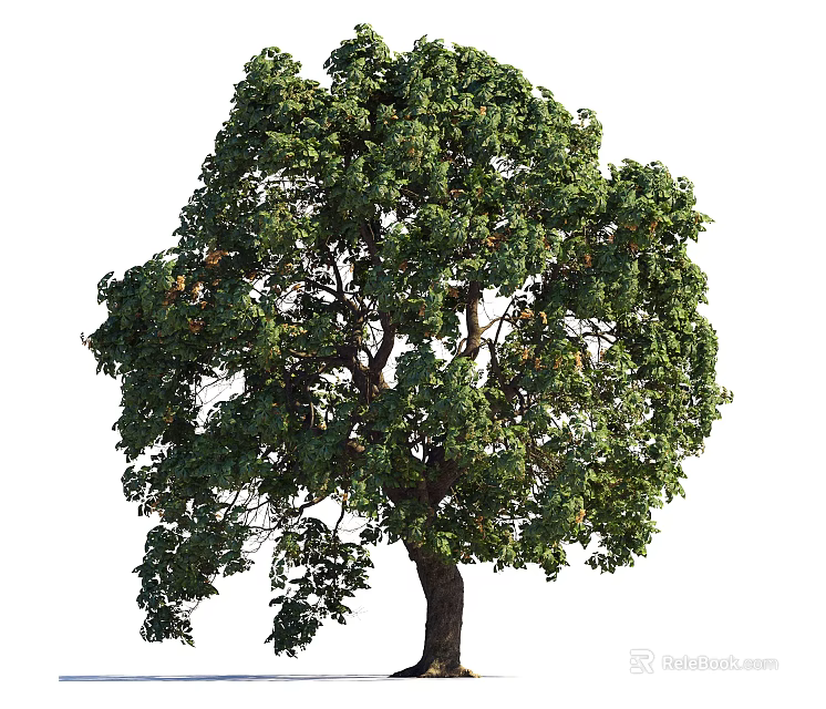 Deciduous Tree With Lush Green Foliage And Strong Natural Trunk Shape 3d model 