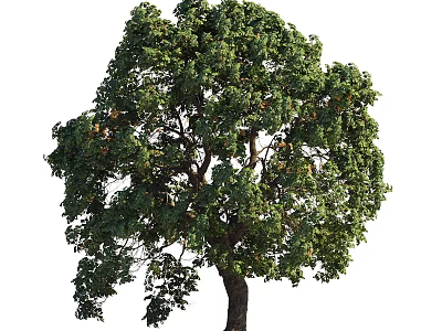 Deciduous Tree With Lush Green Foliage And Strong Natural Trunk Shape 3d model