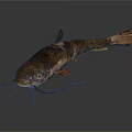 Freshwater Aquatic Animal With Long Whiskers Brown Spotted Body Fins And Tail