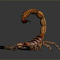 Close Up View Of Striped Scorpion With Curled Tail And Shiny Exoskeleton On Dark Background