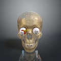 Transparent Skull Anatomical Model For Medical Training And Eye Surgery Simulation