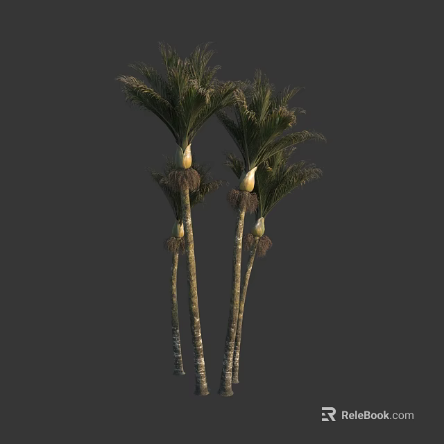 Tall Slender Palm Trees With Green Fronds And White Crownshafts 3d model 