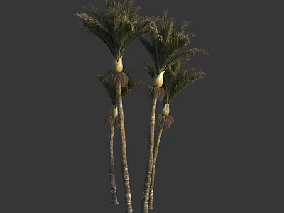 Tall Slender Palm Trees With Green Fronds And White Crownshafts 3d model