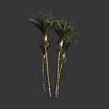Tall Slender Palm Trees With Green Fronds And White Crownshafts